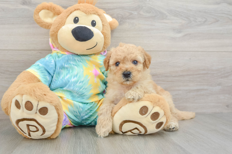 Petite Mini Aussiedoodle Poodle Mix Pup