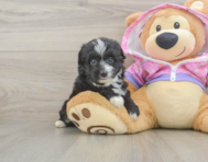 8 week old Mini Aussiedoodle Puppy For Sale - Puppy Love PR
