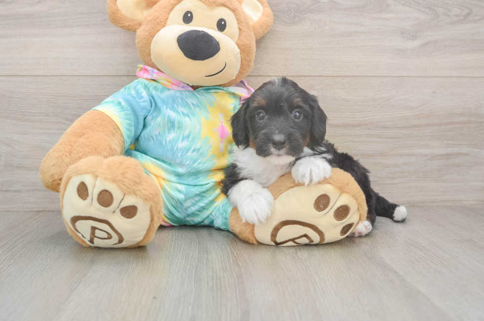 5 week old Mini Aussiedoodle Puppy For Sale - Puppy Love PR