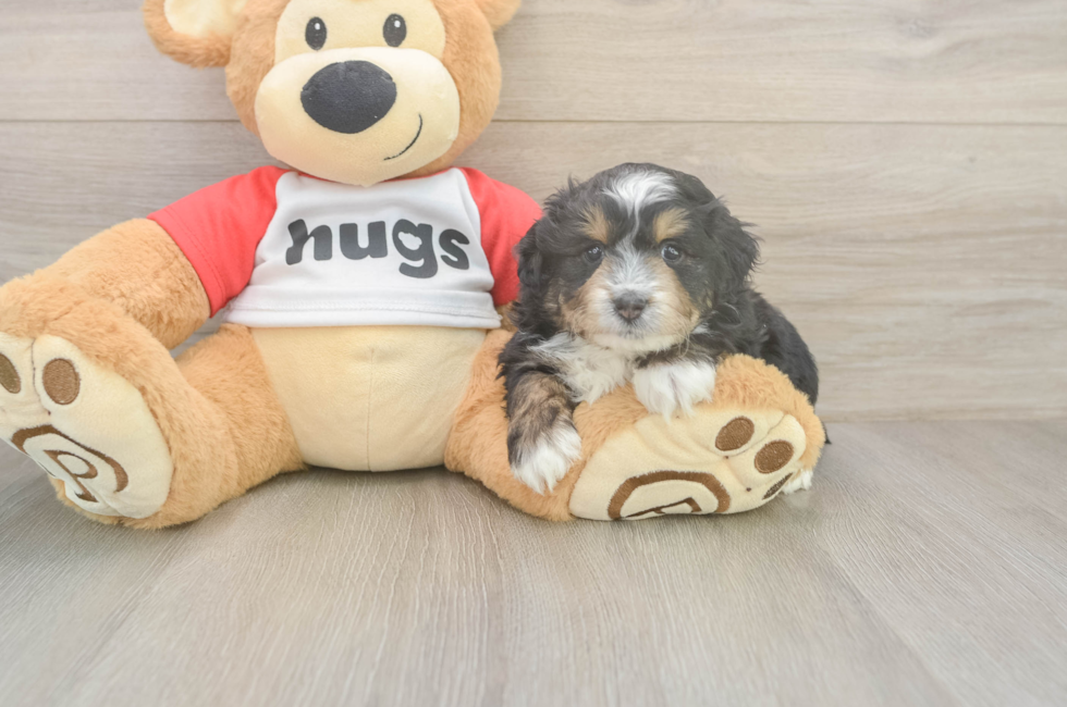 5 week old Mini Aussiedoodle Puppy For Sale - Puppy Love PR