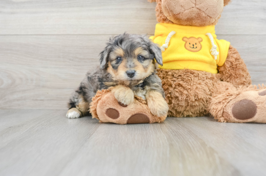 Mini Aussiedoodle Pup Being Cute