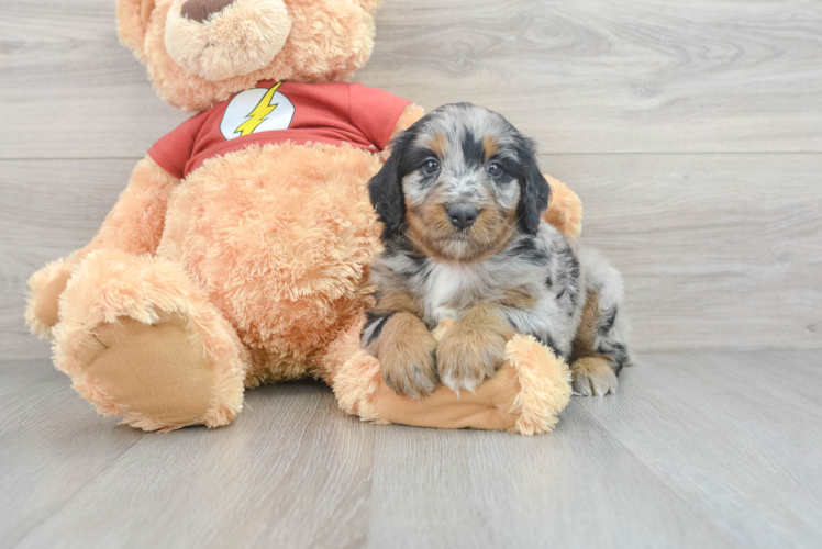 Meet Croatia - our Mini Aussiedoodle Puppy Photo 1/3 - Puppy Love PR Mini Aussiedoodle Puppy for Adoption