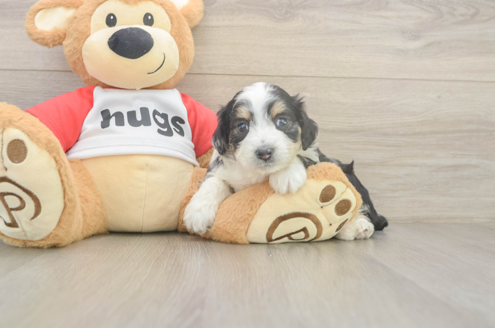 5 week old Mini Aussiedoodle Puppy For Sale - Puppy Love PR