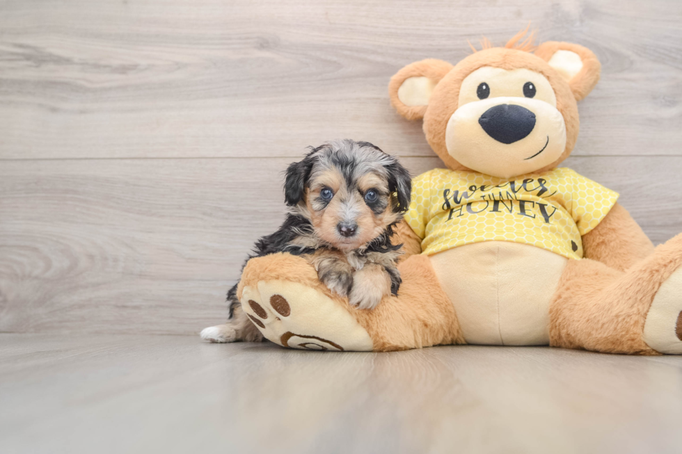Mini Aussiedoodle Pup Being Cute