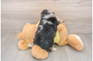 Playful Mini Aussiepoodle Poodle Mix Puppy