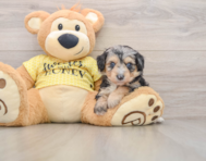8 week old Mini Aussiedoodle Puppy For Sale - Puppy Love PR