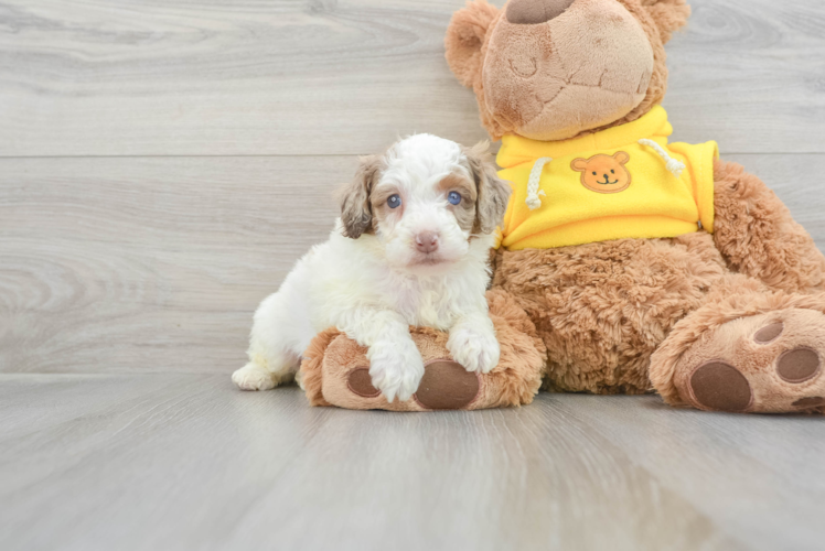 Meet Crue - our Mini Aussiedoodle Puppy Photo 1/3 - Puppy Love PR Mini Aussiedoodle Puppy for Adoption