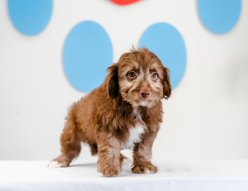 Best Mini Aussiedoodle Baby