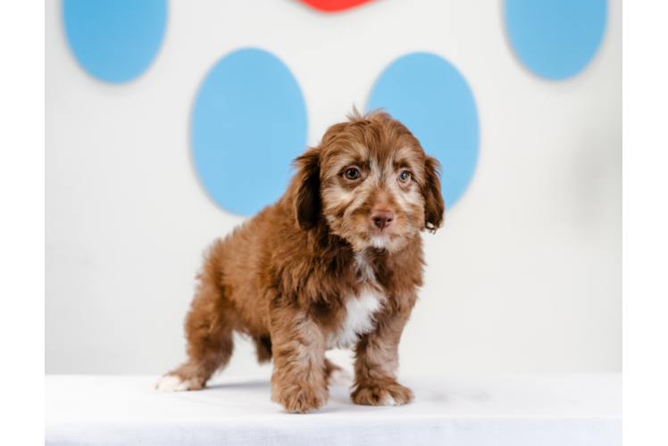 Meet Crue - our Mini Aussiedoodle Puppy Photo 1/4 - Puppy Love PR Best Mini Aussiedoodle Baby
