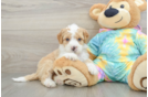 Mini Aussiedoodle Pup Being Cute
