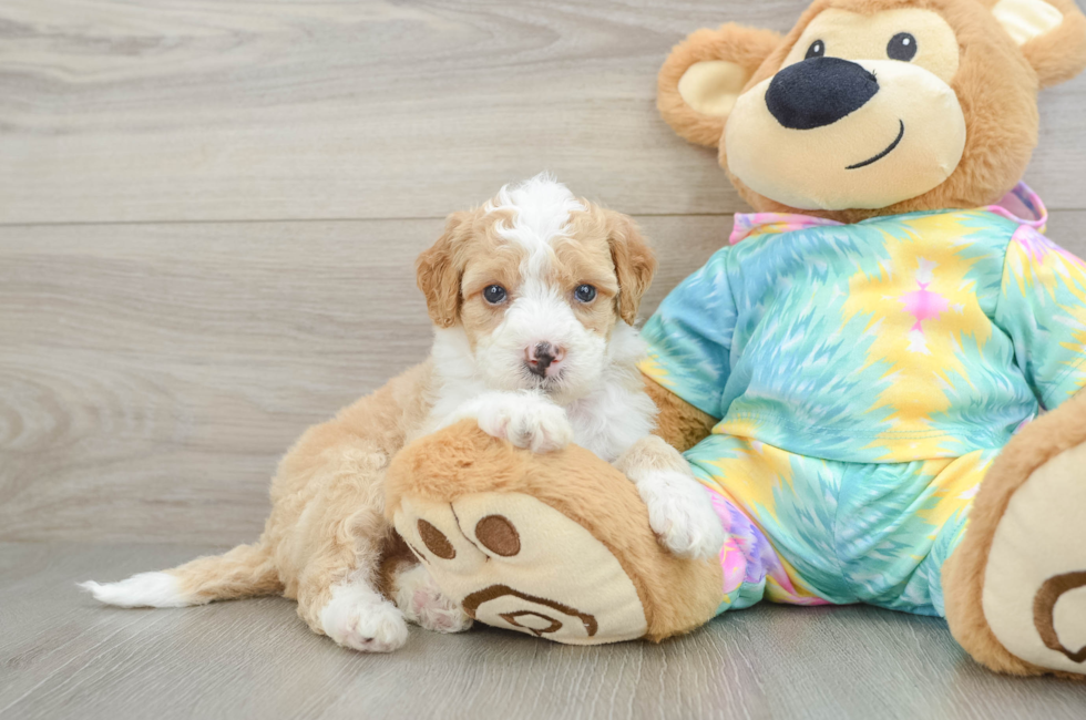 5 week old Mini Aussiedoodle Puppy For Sale - Puppy Love PR