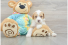 Mini Aussiedoodle Pup Being Cute
