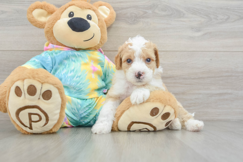 Mini Aussiedoodle Pup Being Cute