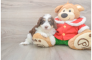 Mini Aussiedoodle Puppy for Adoption
