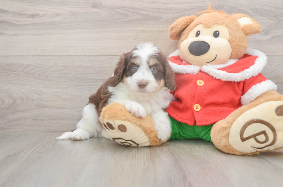 5 week old Mini Aussiedoodle Puppy For Sale - Puppy Love PR