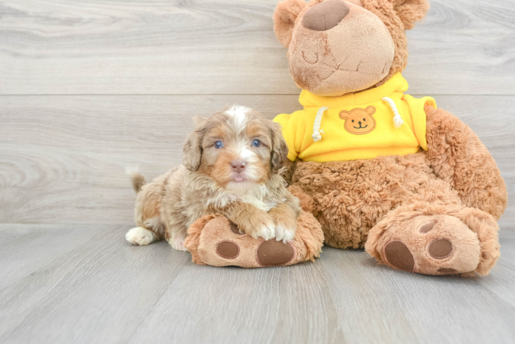 Meet Cruise - our Mini Aussiedoodle Puppy Photo 1/3 - Puppy Love PR Popular Mini Aussiedoodle Poodle Mix Pup