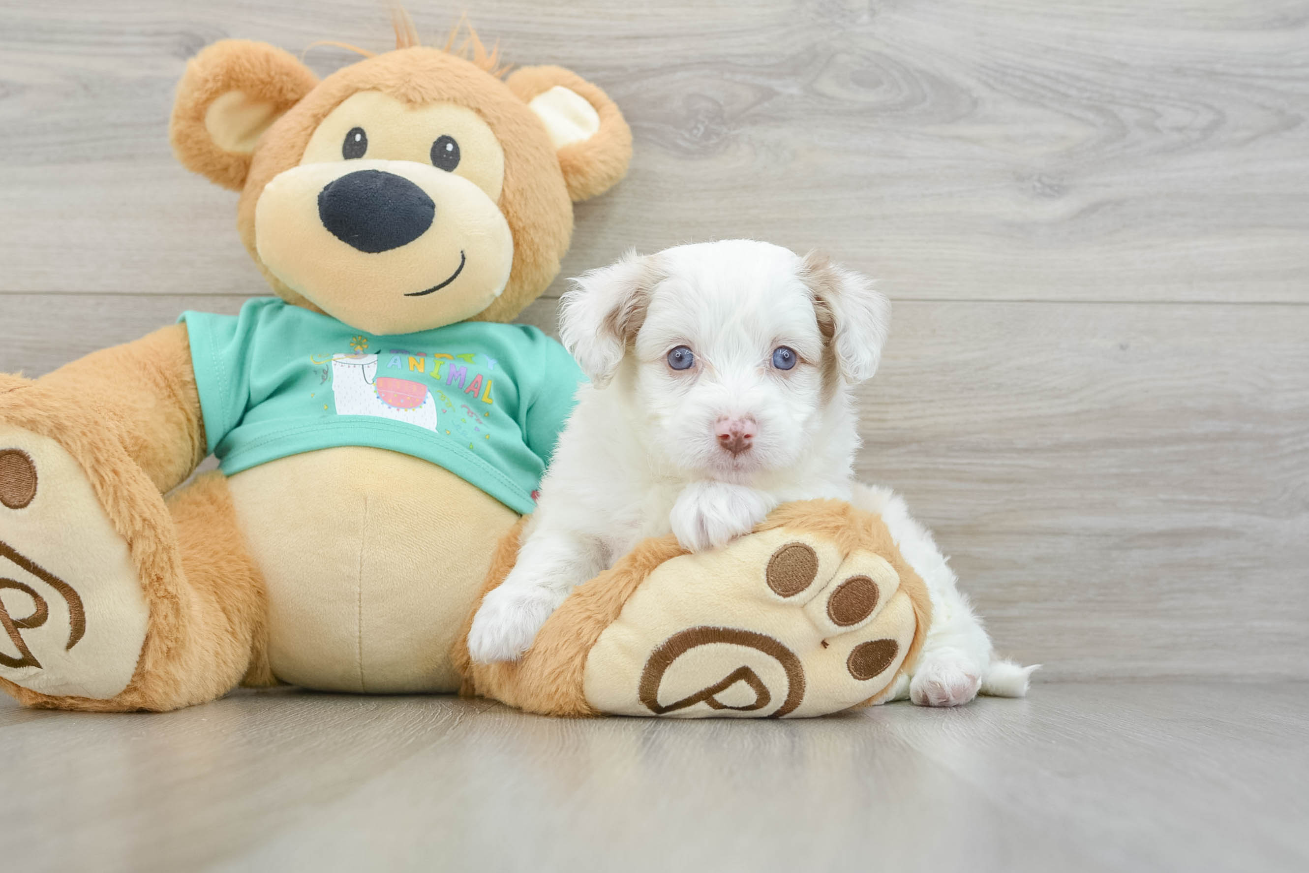 Mini Aussiedoodle Pup Being Cute
