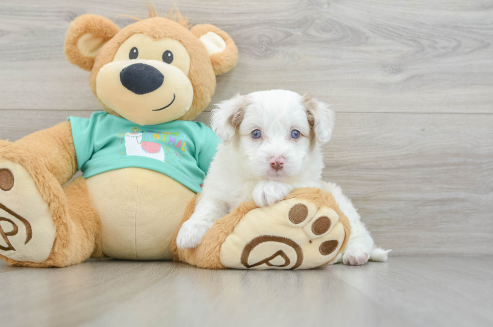 5 week old Mini Aussiedoodle Puppy For Sale - Puppy Love PR