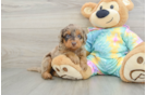 Playful Mini Aussiepoodle Poodle Mix Puppy