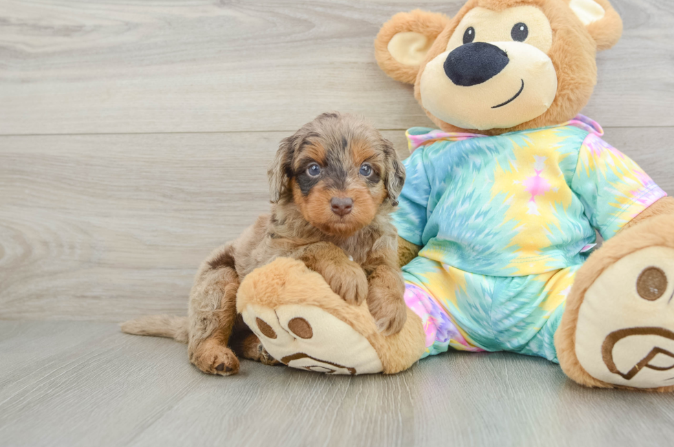 5 week old Mini Aussiedoodle Puppy For Sale - Puppy Love PR