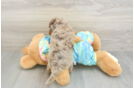 Best Mini Aussiedoodle Baby