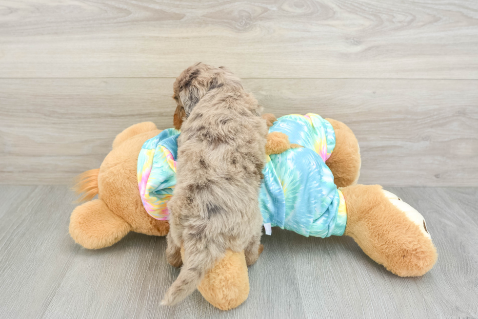 Best Mini Aussiedoodle Baby