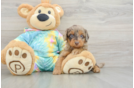 Energetic Aussie Poo Poodle Mix Puppy
