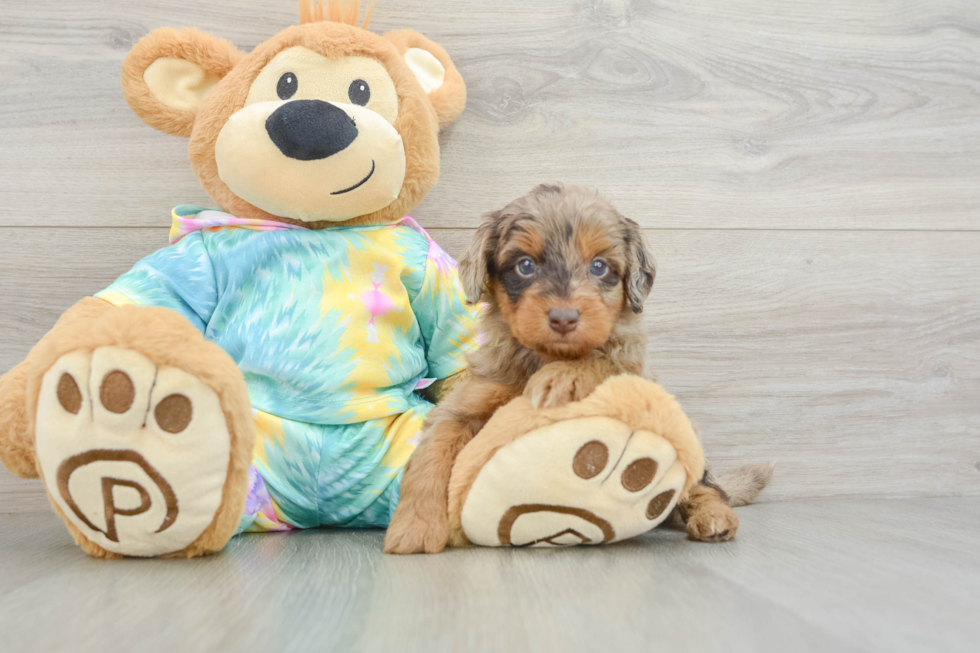 Energetic Aussie Poo Poodle Mix Puppy
