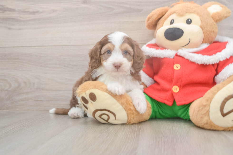 5 week old Mini Aussiedoodle Puppy For Sale - Puppy Love PR