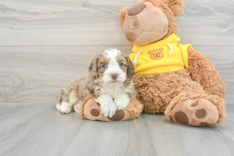 Meet Crypto - our Mini Aussiedoodle Puppy Photo 1/3 - Puppy Love PR Mini Aussiedoodle Puppy for Adoption