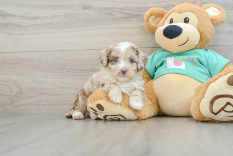 Mini Aussiedoodle Puppy for Adoption