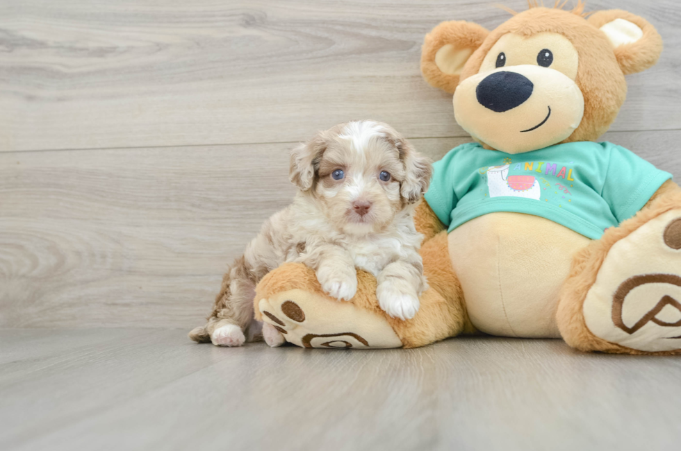 5 week old Mini Aussiedoodle Puppy For Sale - Puppy Love PR