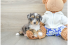 Adorable Mini Australian Shepherd X Poodle Mix Poodle Mix Puppy