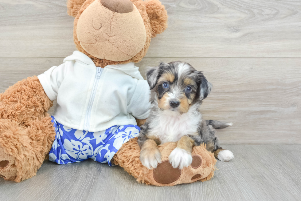 Sweet Mini Aussiedoodle Baby