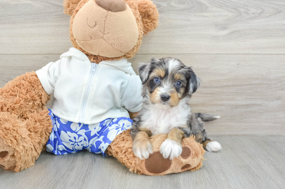 6 week old Mini Aussiedoodle Puppy For Sale - Puppy Love PR