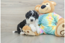 Sweet Mini Aussiedoodle Baby
