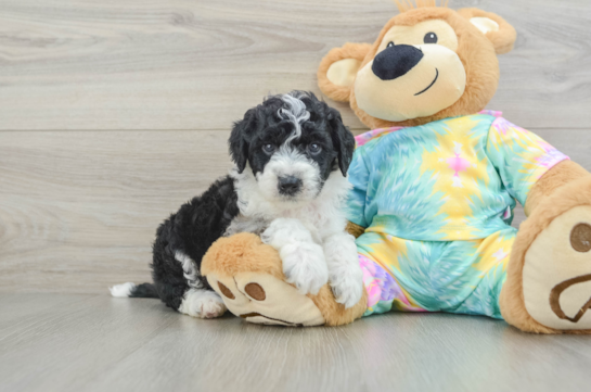 Sweet Mini Aussiedoodle Baby