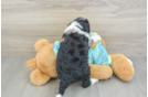 Mini Aussiedoodle Pup Being Cute