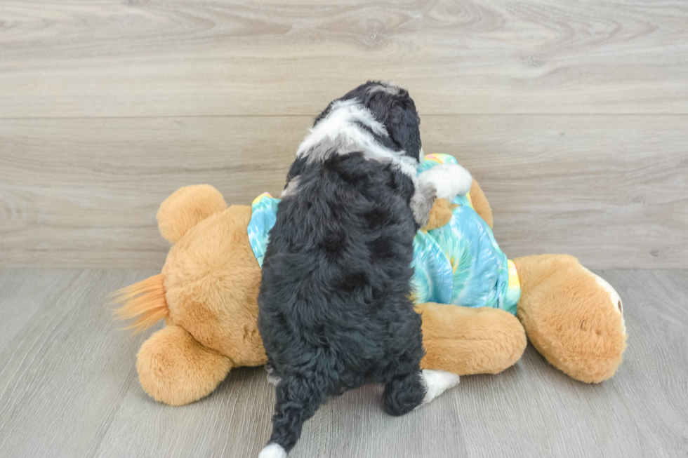 Mini Aussiedoodle Pup Being Cute