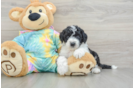 Mini Aussiedoodle Pup Being Cute