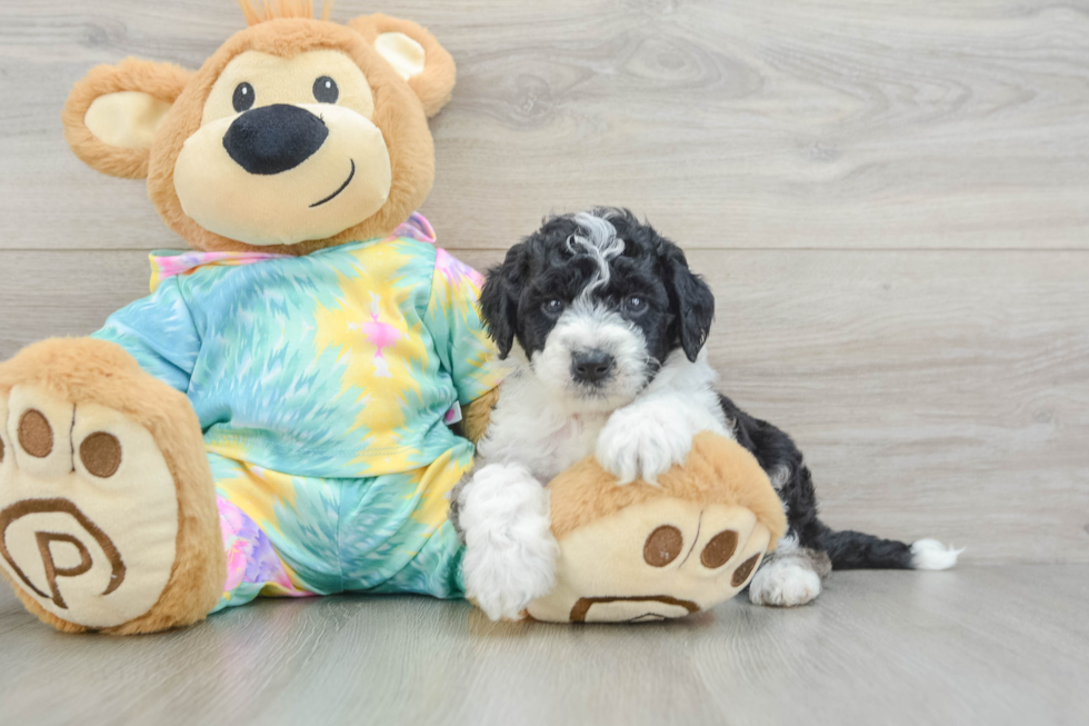 Mini Aussiedoodle Pup Being Cute