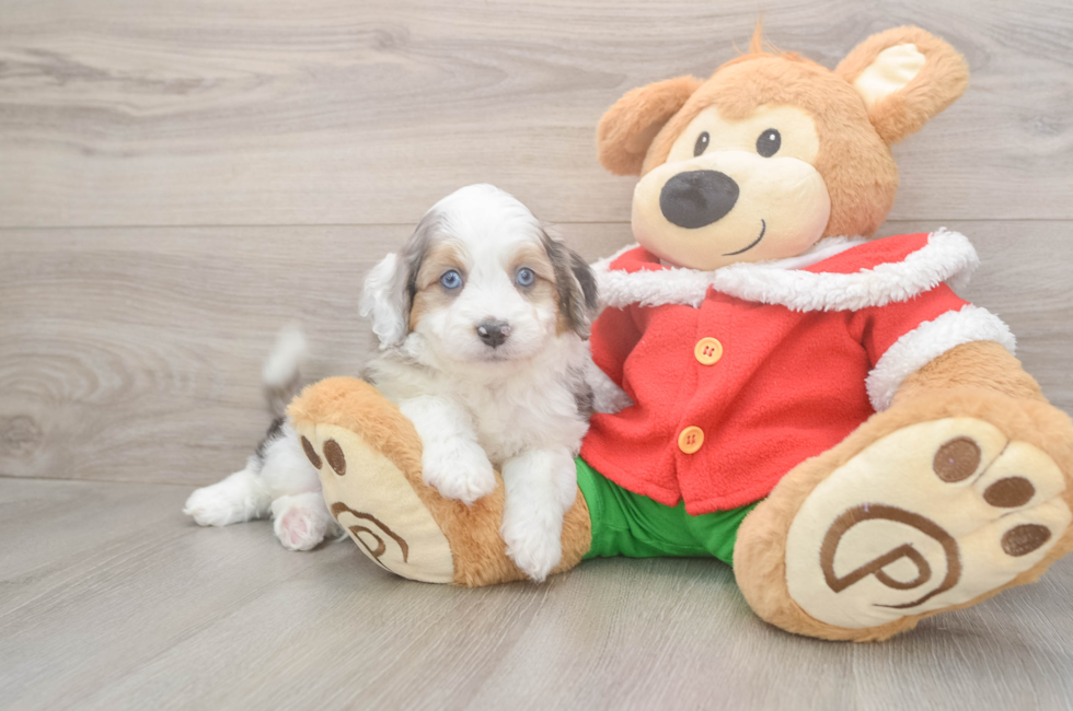 5 week old Mini Aussiedoodle Puppy For Sale - Puppy Love PR