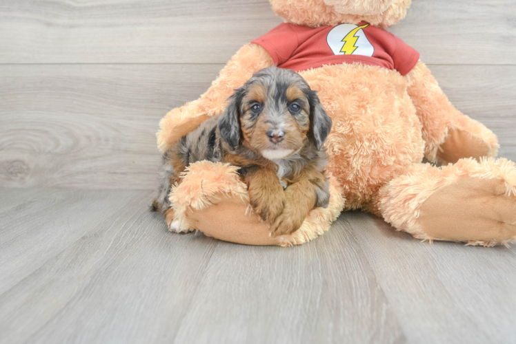 Meet Cuddles - our Mini Aussiedoodle Puppy Photo 1/3 - Puppy Love PR Fluffy Mini Aussiedoodle Poodle Mix Pup