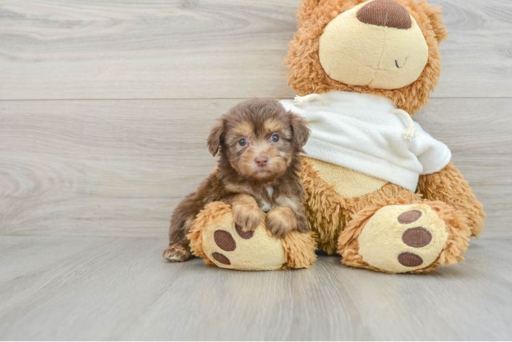 Sweet Mini Aussiedoodle Baby