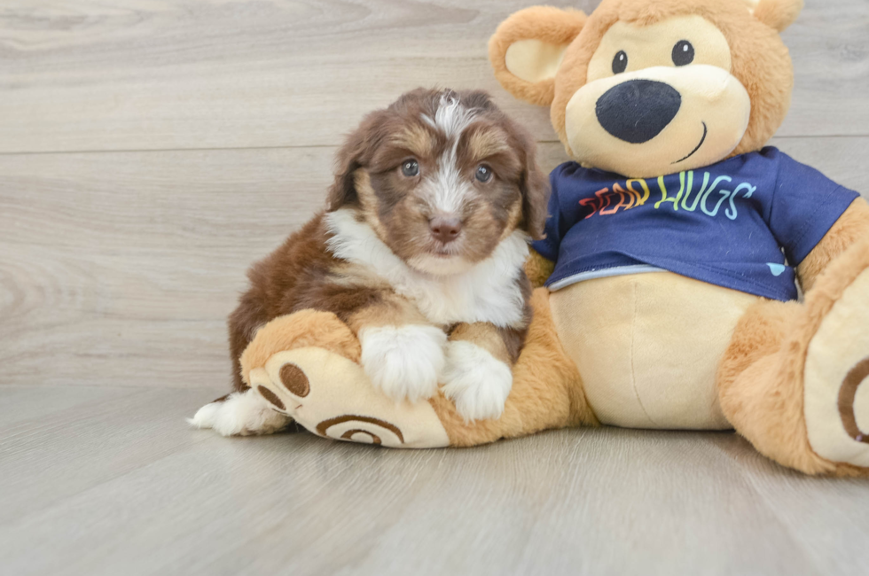6 week old Mini Aussiedoodle Puppy For Sale - Puppy Love PR