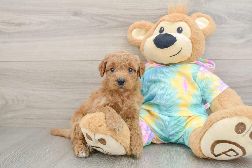 Mini Aussiedoodle Pup Being Cute