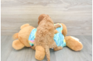 Mini Aussiedoodle Puppy for Adoption