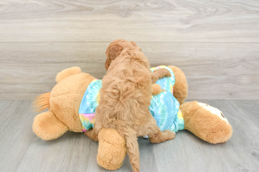 Mini Aussiedoodle Puppy for Adoption