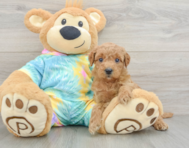8 week old Mini Aussiedoodle Puppy For Sale - Puppy Love PR
