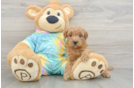 Mini Aussiedoodle Puppy for Adoption